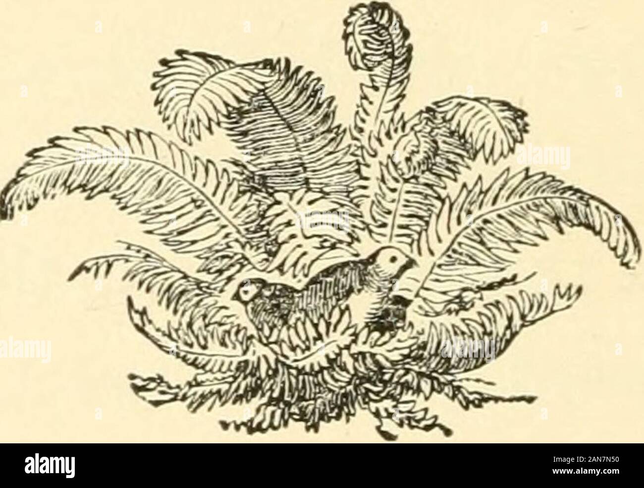 The discovery and exploration of America; a book for American boys and girls . he ships were ready; but thenevery difficulty had been overcome, and as the sunrose on Friday, the third of August, three frail barquesslowly steered toward the southwest, bearing ninetysailors, a physician, a surgeon, several priests, somegentlemen and servants, — in all one hundred andtwenty persons, with provisions for a year. It was not a gay party upon which that morning 52 SOLEMN FAREWELLS. [1492. sun looked down. Every man was filled with a senseof die awfulness of the enterprise. Columbus hadgone to church, Stock Photo
