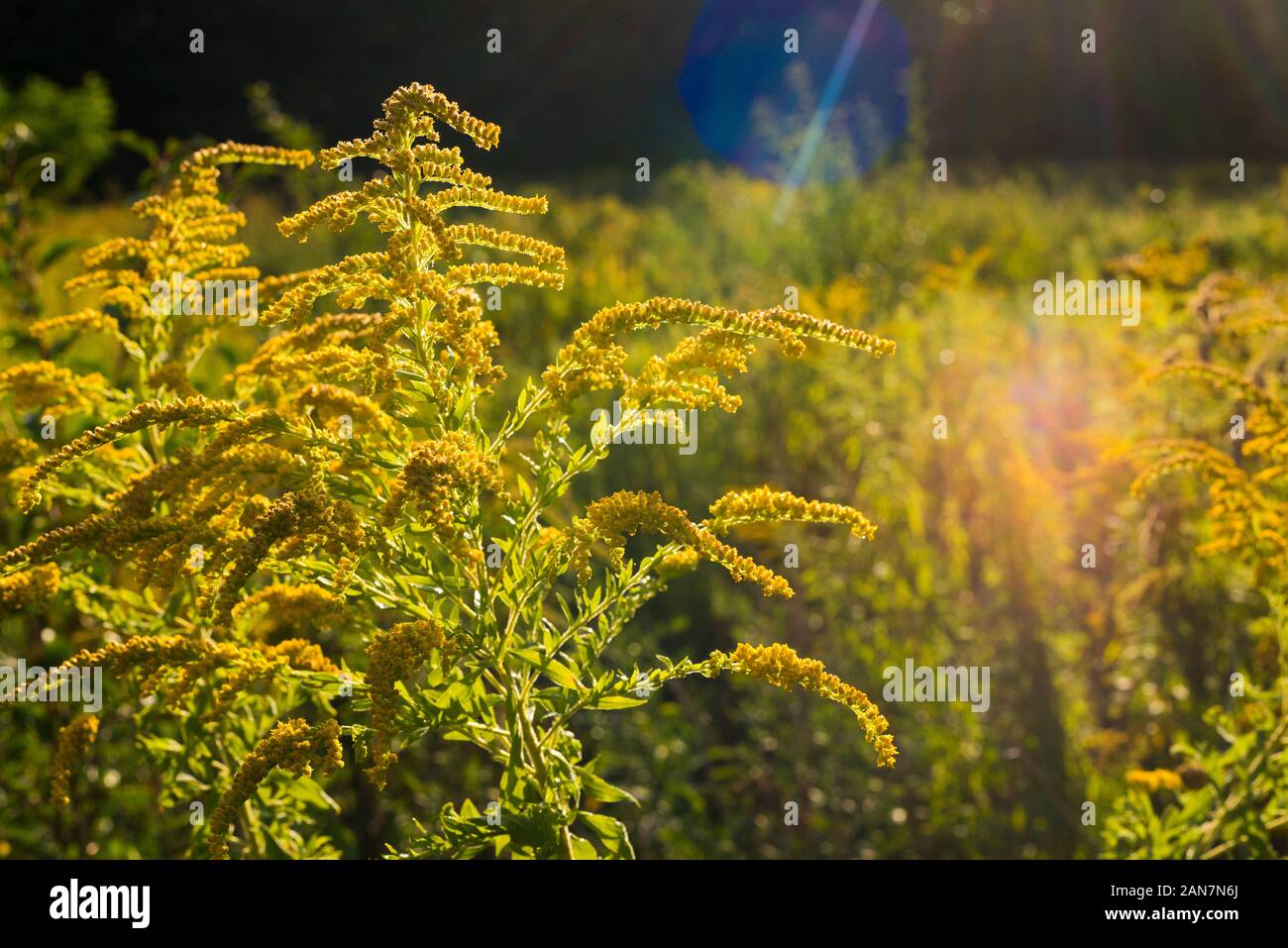 Canada goldenrod in Sunshine with lens flare, Solidago canadensis, summer, yellow, meadow, close up Stock Photo