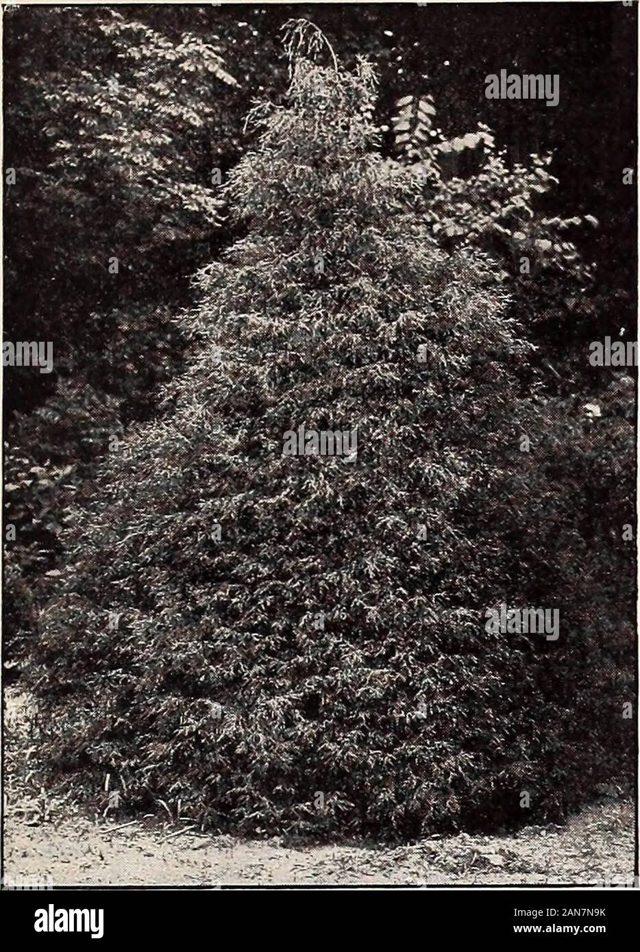 P.JBerckmans Co . Spruce). A popular species,extensively cultivated in the northern sections, butsucceeding only to a moderate extent in the South.Well adapted to the mountain districts. each 10 3 to zVi ft $1 00 $8 00 18 to 24 in 50 4 00 PinUS. Pine Pinus excelsa (Bhotan Pine). Resembles the WhitePine, but with much longer and more glaucousleaves, and of a much more graceful habit. It isknown in India as Drooping Fir. each 12 to 15 in., well branched So 50 P. radiata (P. insi°nis, or P. Montereyensis:Monterey Pine). A desirable variety from CaliforniaTree attains a height of 80 to 100 feet. H Stock Photo