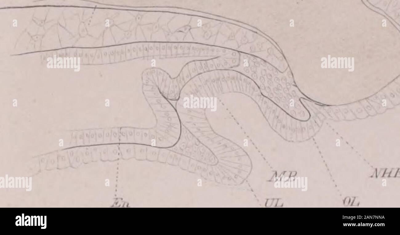 28 X 36 Cm High Resolution Stock Photography And Images Alamy