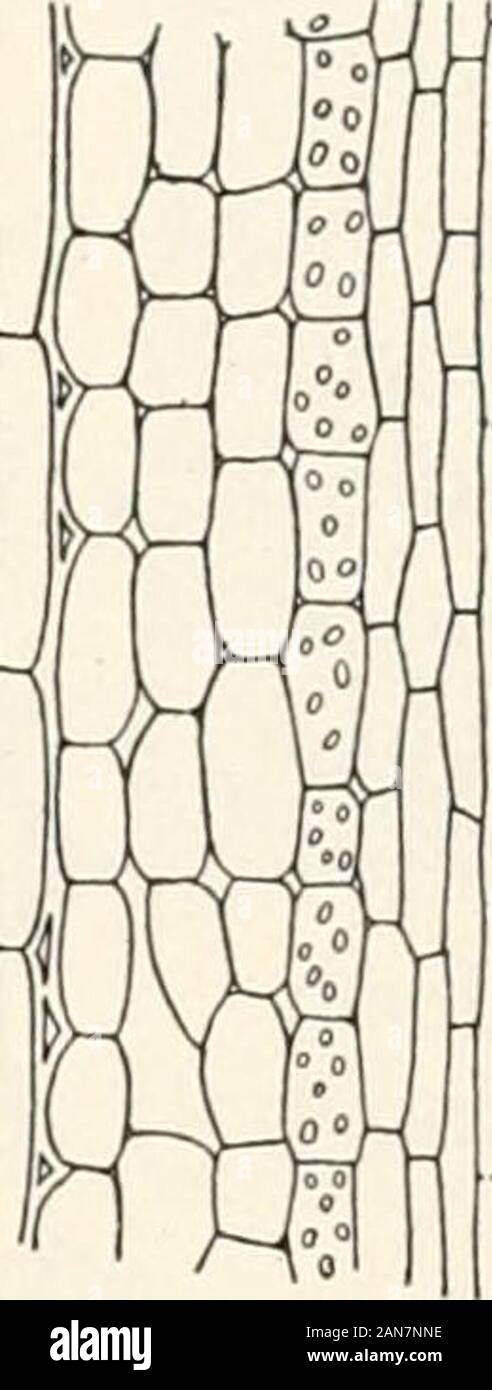 Students' handbook to accompany Plants and their uses . theslimy layer just outsidethe wood, from which thebark peels so readily inearly spring, when boys aremaking whistles or strip-ping off sheets of slippery-elm bark. It is importantto notice that each fibro-vascular bundle consists ofan outer portion, o, which belongs to the bark, and an innerportion, w, which belongs to the wood. A much better idea of the details of structure of the severalregions of the stem can be gained from a lengthwise section,like that shown in figure 43, than from cross sections, likethose of figure 42.1 The uses o Stock Photo