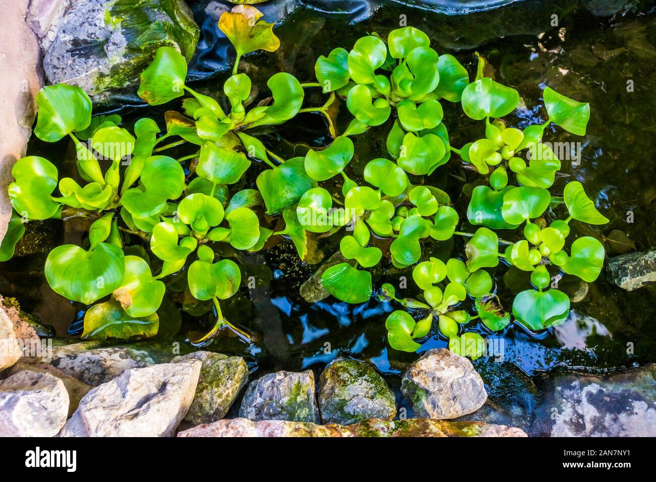 common water hyacinth plants in a water pond, popular tropical aquatic plant specie from america Stock Photo