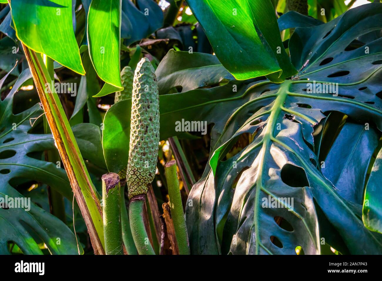 closeup of a fruiting swiss cheese plant, popular tropical plant specie