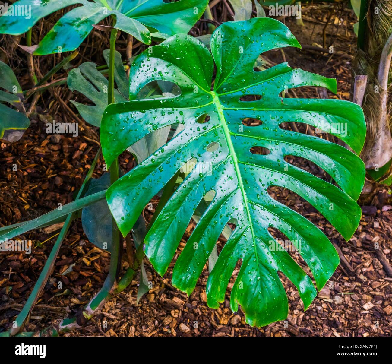 closeup of the leaf of a swiss cheese plant, popular tropical plant specie from america Stock Photo