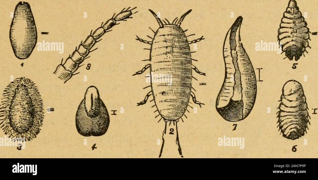 A preliminary introduction to the study of entomologyTogether with a chapter on remedies, or methods that can be used in fighting injurious insects; insect enemies of the apple tree and its fruit, and the insect enemies of small grains . APPLE TEEE AND ITS FRUIT. 147 kerosene emulsion at the time when the young are hatcliing and wan-dering about over the trees. One or two careful sprayings at such. Fig. 14.—Oyster-sheU Bark-louse {Mytilaspis pomorum): 1, egg; 2, larvawhen first hatched; 3, larva when forming scale; 4, scale after secondplate is formed ; 5, 6, forms of louse taken from scale; 7 Stock Photo