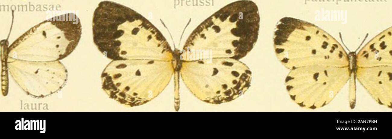 Die Gross-Schmetterlinge der Erde : eine systematische Bearbeitung der bis jetzt bekannten Gross-Schmetterlinge . last: (u^identaliuni. r^ t: *) • -* V. Stock Photo