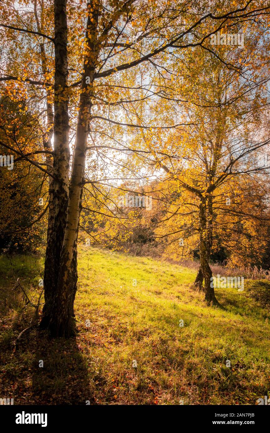 Autumn trees with yellow leaves in countryside near Consett, County Durham, United Kingdom Stock Photo