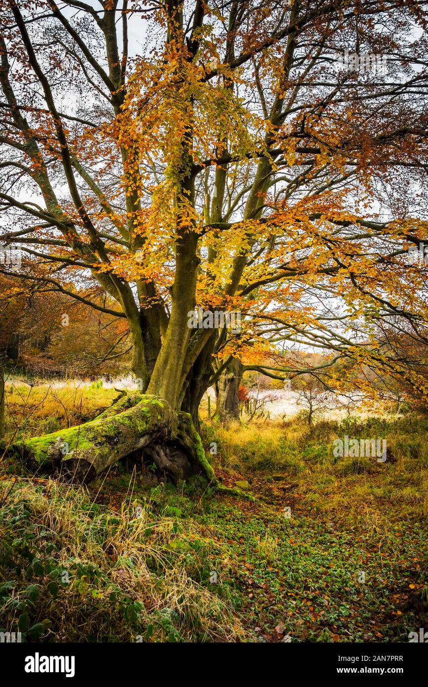 Autumn trees with yellow leaves in countryside near Consett, County Durham, United Kingdom Stock Photo
