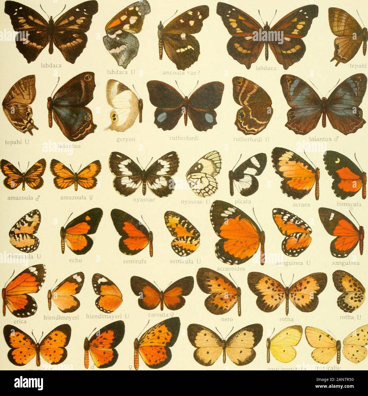 Die Gross-Schmetterlinge der Erde : eine systematische Bearbeitung der bis jetzt bekannten Gross-Schmetterlinge . vtelwitscliii d welwitschii ? equatorialis c? Pars II. Fauna africana 1. XIII LIBYTHEA-PENTILA 61. t^l^^ Stock Photo