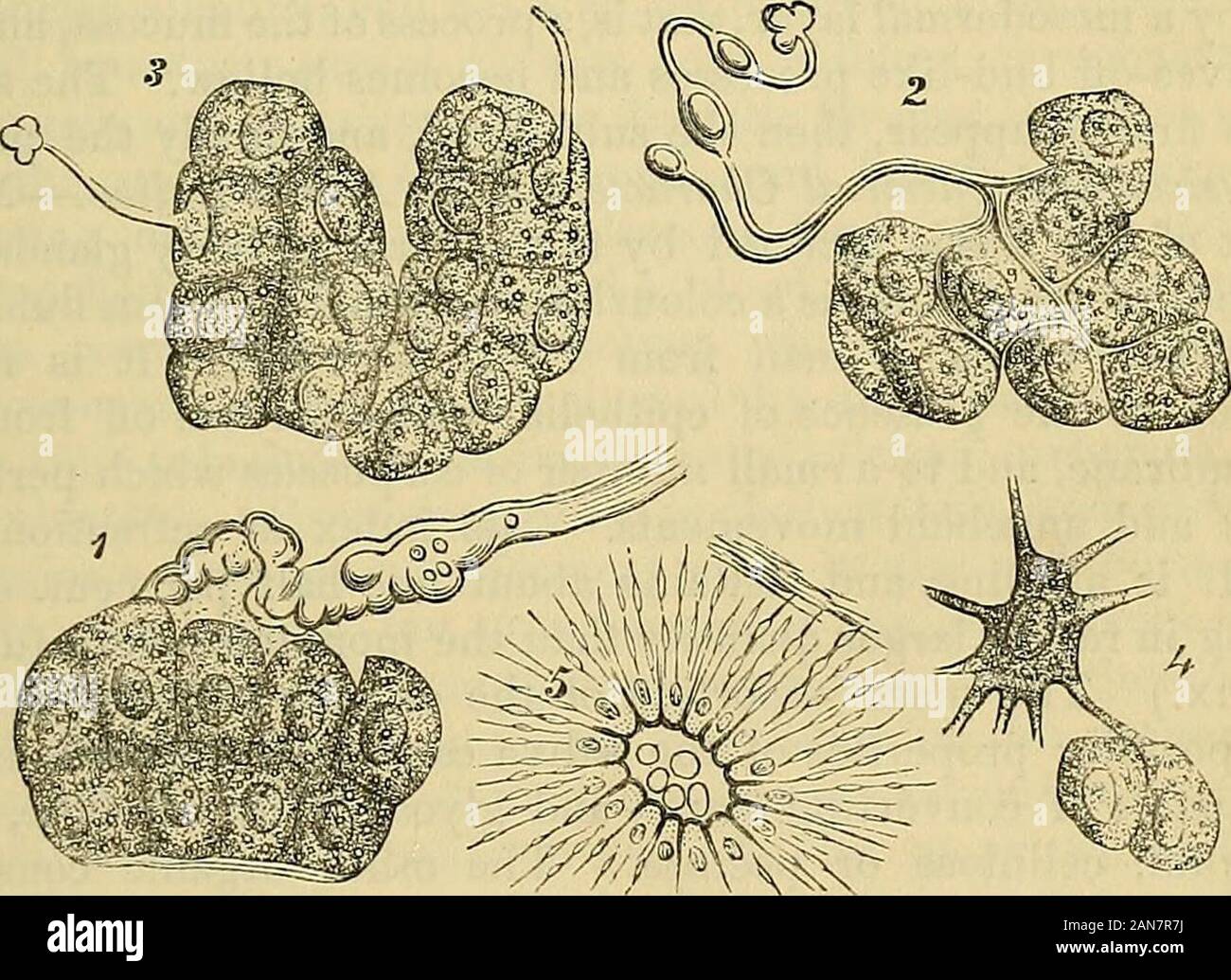 Carpenter's principles of human physiology . Capillary Network around the Folliclesof the Parotid Gland. In the first (1 and 2, Fig. 67.. Modes of Termination of the Nerves in the Salivary Glands.—1 and2, branching of the nerves between the salivary cells; 3, terminationof the nerve in the nucleus; 4, union of a ganglion cell with a salivarycell; 5, varicose nerve-fibres entering the cylindrical cells of theexcretory ducts. Fig. 67), a cerebro-spinal nerve-fibre loses its sheath as it passes throughthe basement membrane of the acinus, with which the sheath becomes * Pfluger, Schultzes Archiv, Stock Photo