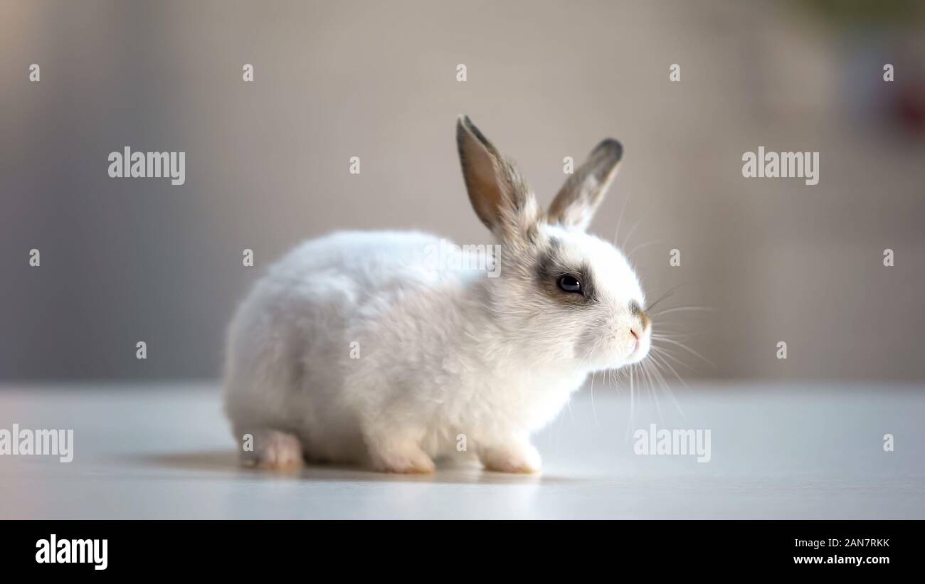 Cute domestic rabbit sitting on table in pet store, good present for children Stock Photo