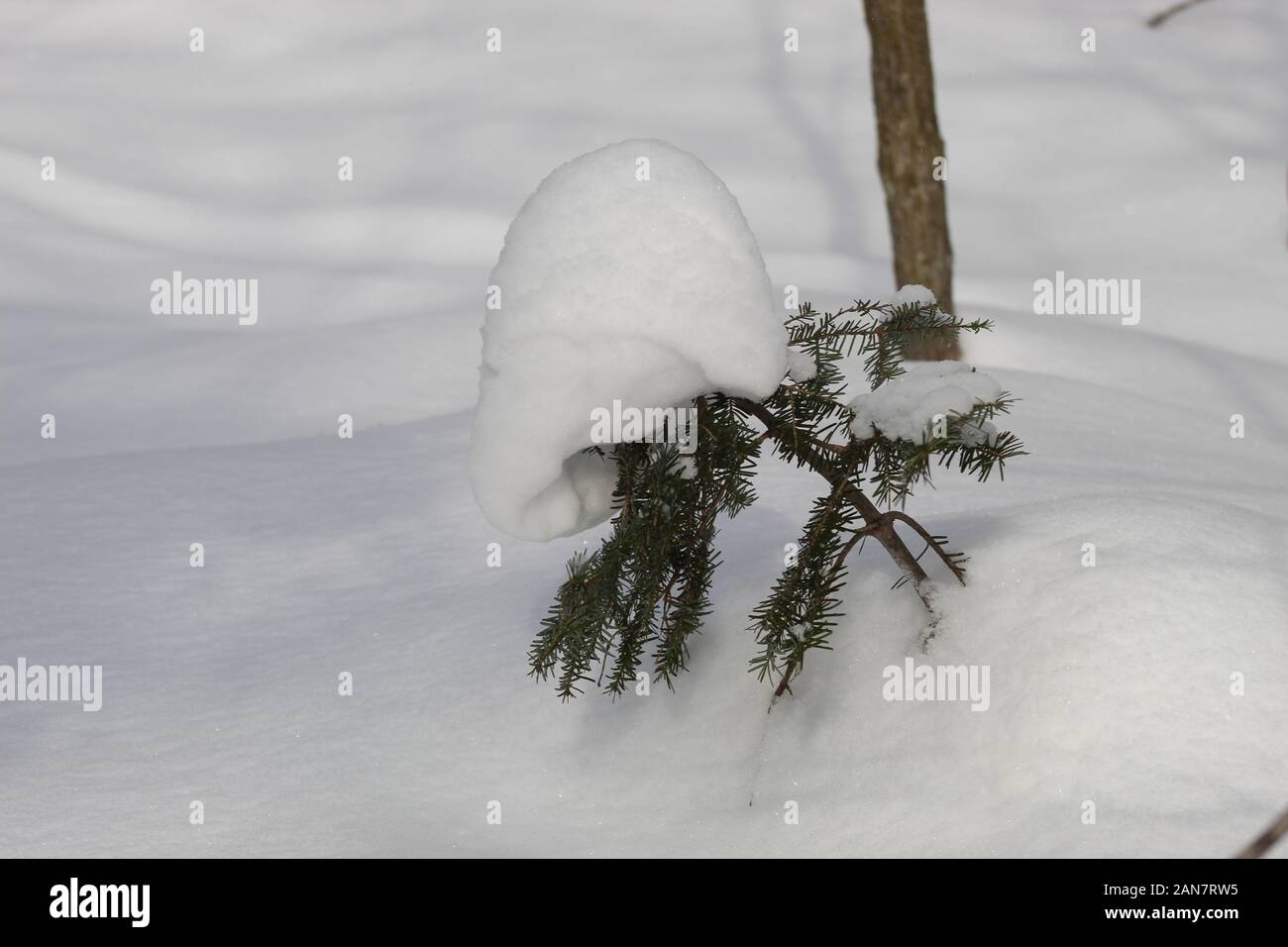 Snow covered Balsam Fir Stock Photo