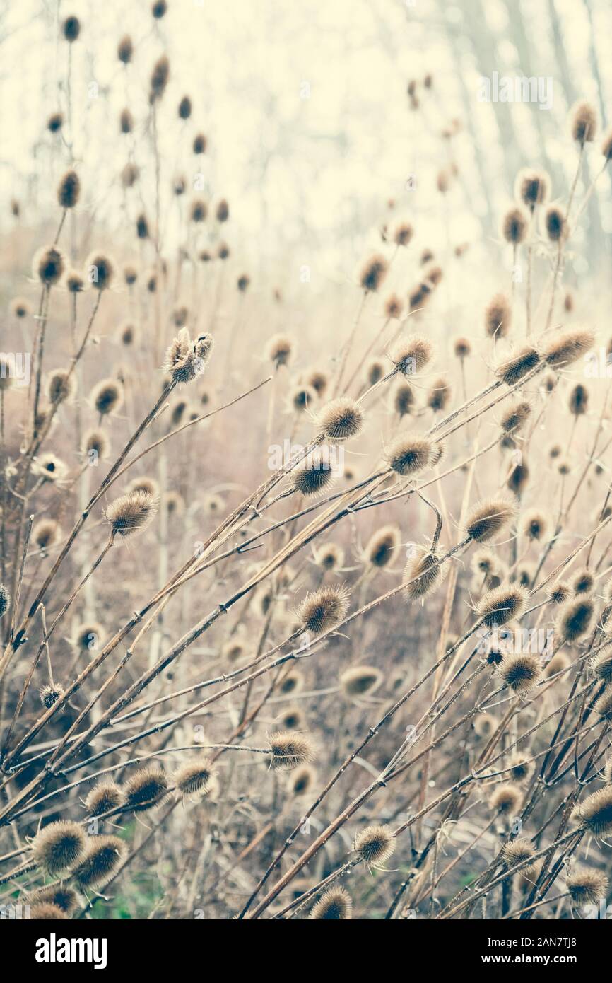 Teasels growing wild on wasteland in Newcastle upon Tyne, Tyne and Wear, United Kingdom Stock Photo