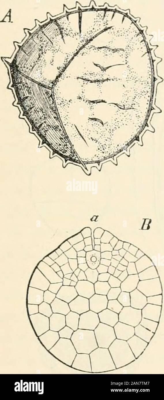 Lectures on the physiology of plants . bryo; w its root;s its stem-apex ; * its first leaf, which distendsthe prothallus ; si gelatinous envelope of thespore ; at first it forms the funnel above thepapilla, and it still envelopes the prothallium(50 hours after sowing). contam numerous microspores. EMBRYOLOGV OF SELAGINELLAE, ETC. 749 oosphere; the suppression of the fertilisation and development of the embryo whenthe access of antherozoids is prevented, however, is a certain proof of the necessityof the union for the formation of an embryo. The processes of reproduction which alone interest us Stock Photo