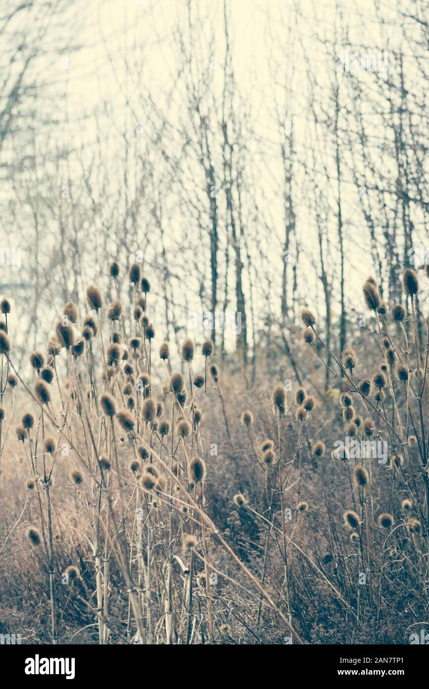 Teasels growing wild on wasteland in Newcastle upon Tyne, Tyne and Wear, United Kingdom Stock Photo