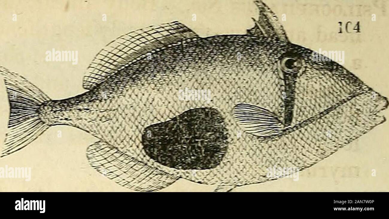 The natural history of fishes, amphibians, & reptiles, or monocardian animals . s. Frey. Zool. p. 210. Gaimardii Sw. Frey. Zool.oculatus. Ind. Zool, 90. fig. 1. p. 209. * Capriscus. Body shaped and reticulated as in Balistes ^but the tail destitute of prickles. Zenodon Riippell. The two lateral front teeth in theupper jaw lengthened and pointed; dorsal and analof nearly equal breadth throughout; caudal large,simply lunate; pelvis small, without rays.Z. niger. Riipp. Atlas, ii. pi. 14. fig. 3. Chalisoma Sw. Caudal fin large, doubly lunate;pelvis forming a ventral fin provided with rays;second d Stock Photo