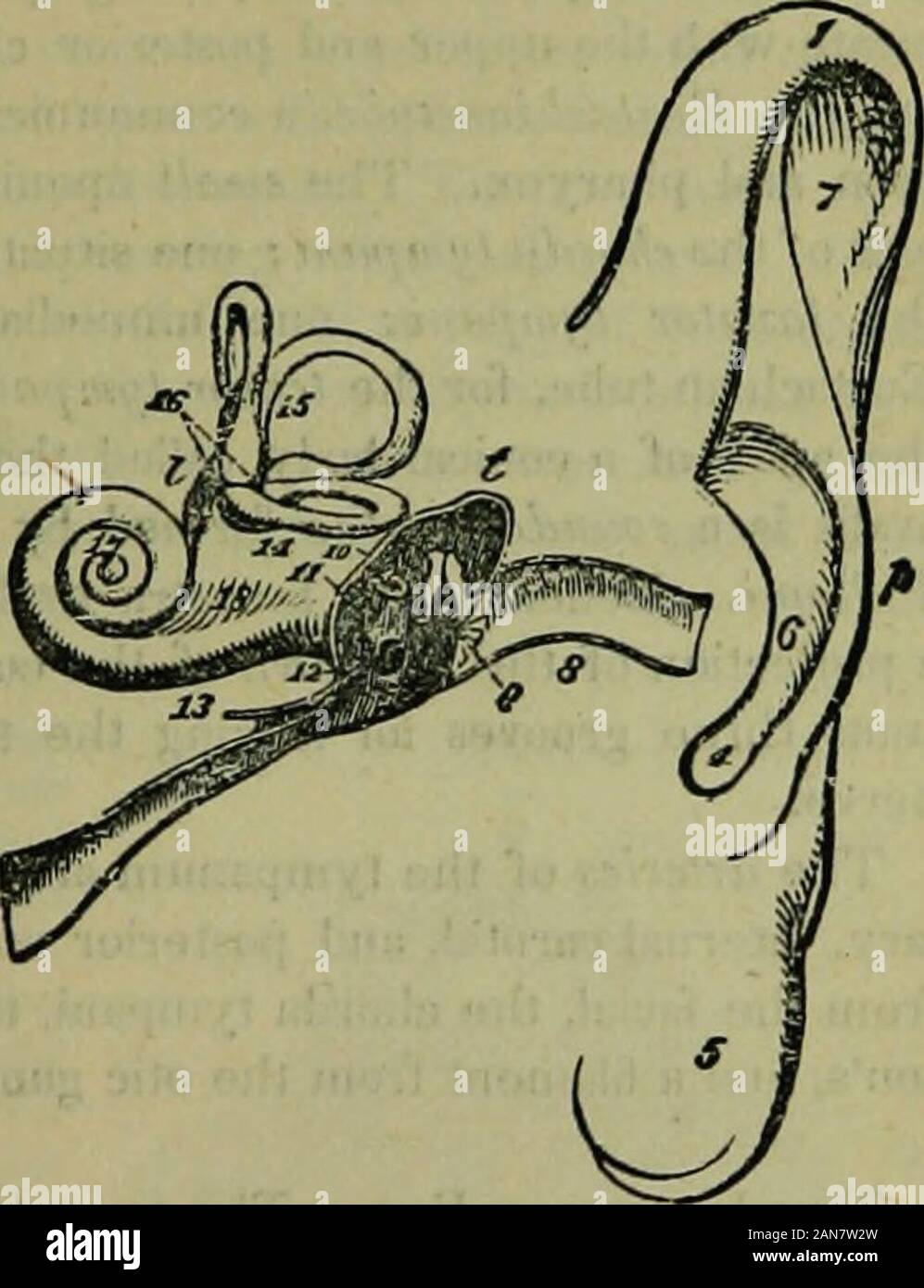 Lobulus Ear The hydropathic encyclopedia: a system of hydropathy and hygiene ...