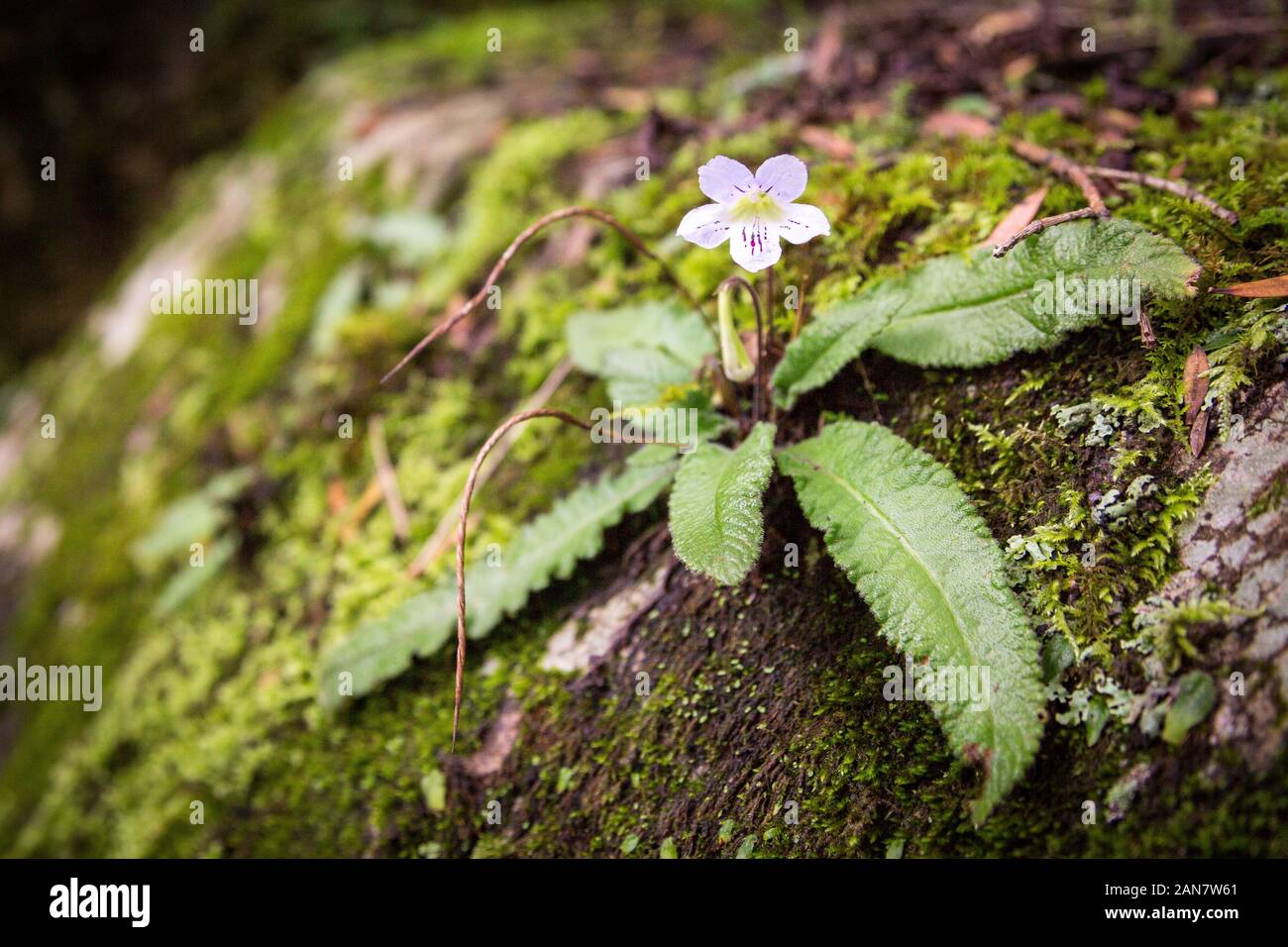 Little white flower growing on top of a mossy rock, Drakensberg, South Africa Stock Photo