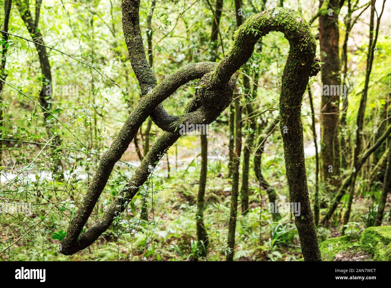 Naturally grown knot, tangled branches, green nature Stock Photo