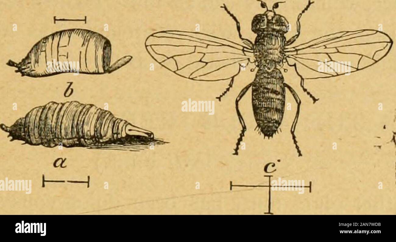A preliminary introduction to the study of entomologyTogether with a chapter on remedies, or methods that can be used in fighting injurious insects; insect enemies of the apple tree and its fruit, and the insect enemies of small grains . ores of the skin of the abdomen.This coating is very easily removed, adhering to the fingers whentouched. Both young and old derive their nourishment from the sapof the tree, and the constant punctures they make give rise to wartsand excrescences on the bark, and openings in it, and, where very nu-merous, the limbs attacked become sickly, the leaves turn yello Stock Photo