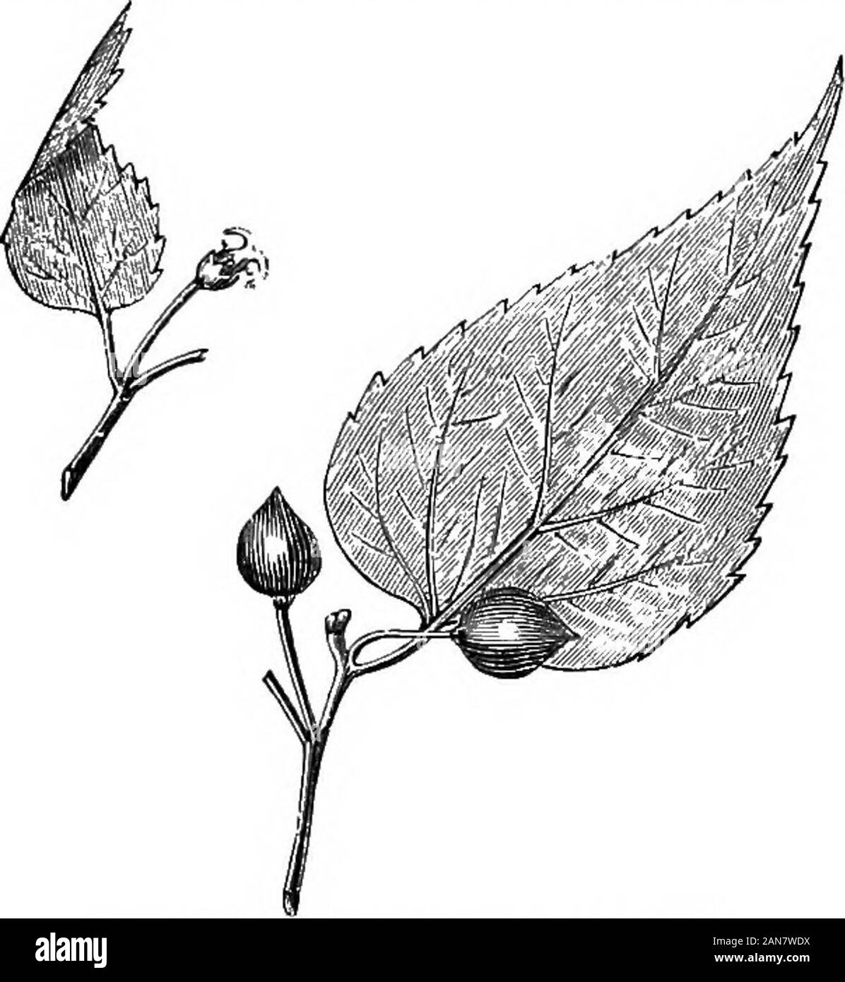 An illustrated encyclopædic medical dictionaryBeing a dictionary of the technical terms used by writers on medicine and the collateral sciences, in the Latin, English, French and German languages . C. cordlfolia [Duhamel], C. crassifolia[Lamarck]. The hoop-ash, thick-leaved nettle-tree; a variety ofC. occidentalis with thick and rough serrate leaves, often consid-ered a distinct species. [B, 34, 173, 180, 814.]—C. eplphylladena[Ortega]. See C. aculeata.—C. fructu nigricante [Tournefort].See C. australis,—C. fructu obscure purpurascente [Tourne-fort]. See C. occidentalis.^C. lima [Swartzl. The Stock Photo