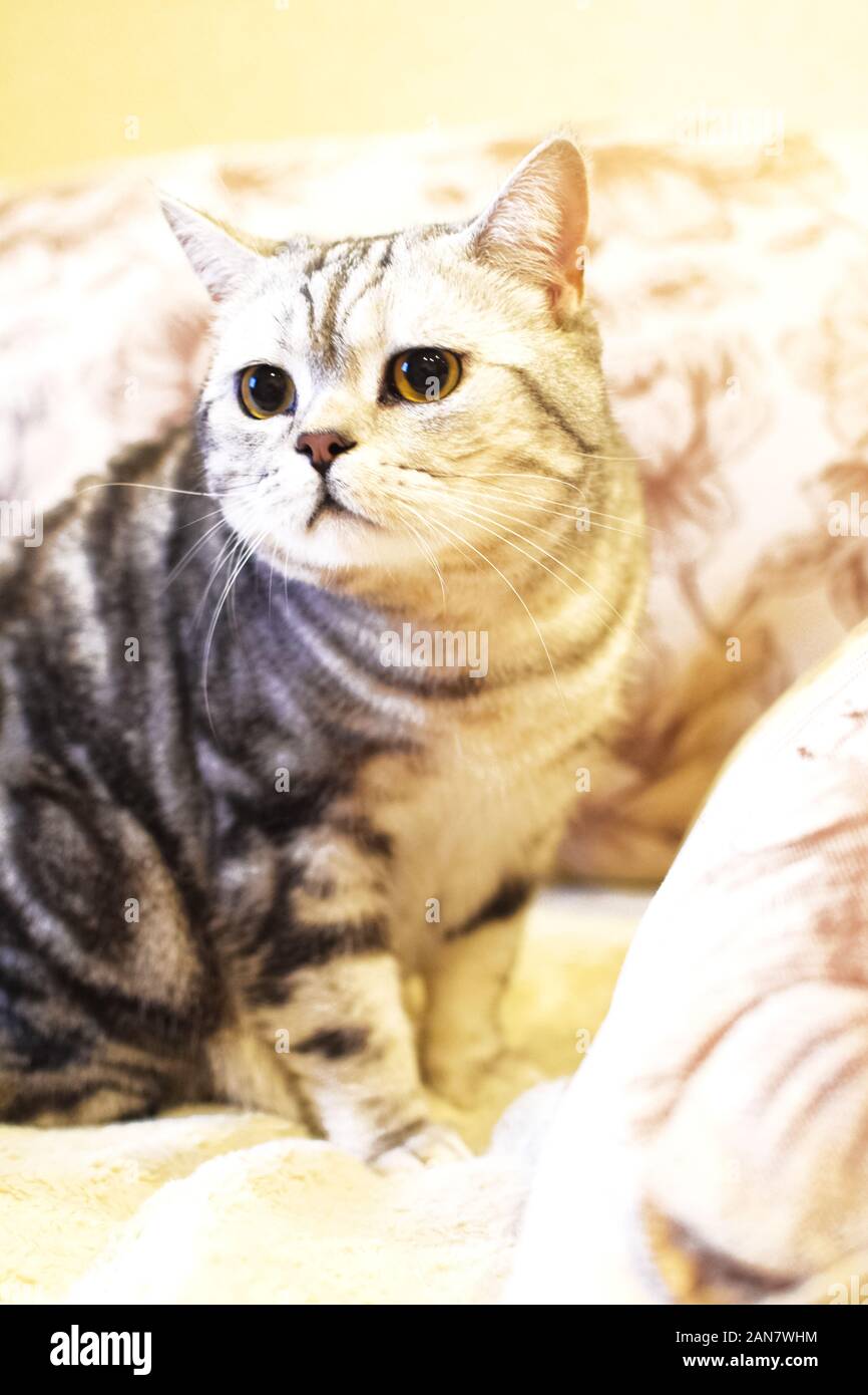 Beautiful British Shorthair And Striped Cat On A Brown Background