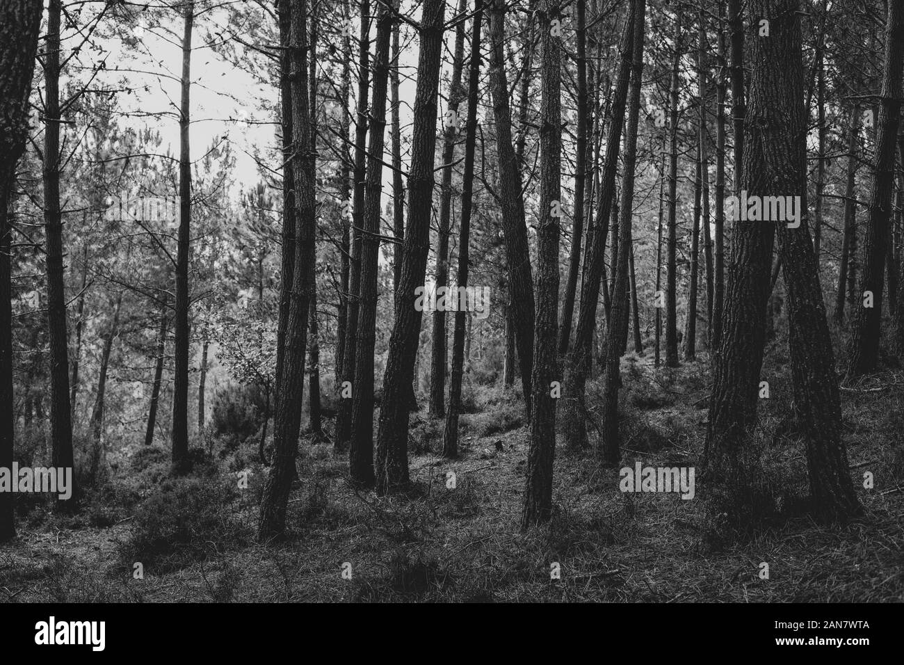 Black and white landscape with fog hi-res stock photography and images ...