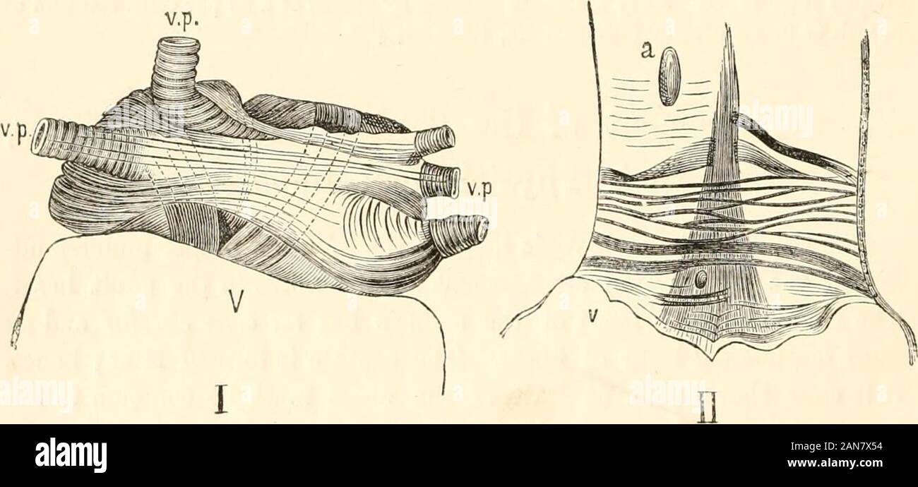 A manual of human physiology, including histology and microscopical anatomy, with special reference to the requirements of practical medicine . l marked where they are inserted into the fibro-cartila-ginous rings, while in some parts of the anterior auricular wall theyare not continuous. In the auricular septum, some fibres, circularlydisposed around the fossa ovalis (formerly the embryonic opening of theforamen ovale) are well marked. Circular bands of striped muscle existaround the veins where they open into the heart; these are leastmarked on the inferior vena cava, and are stronger and rea Stock Photo