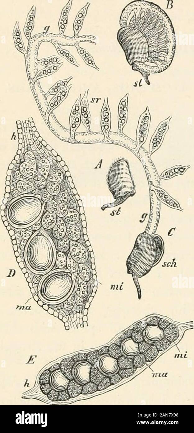 Lectures on the physiology of plants . called Microspores. In the other spo-rangia of the same fruits, on the contrary, onlya single one of all the spore-cells already pro-duced attains completion; this one, however,attains such vigour that it fills up the cavity ofthe sporangium—it is the Macrospore. Lying in water the spore-fruit of the llar-silia bursts, and by means of a very remarkablemechanism the macro- and micro-sporangiabecome expelled from the sporocarp (Fig. 430), whereupon the further developmentof both kinds of spores begins at once. The contents of the microspores break up by su Stock Photo