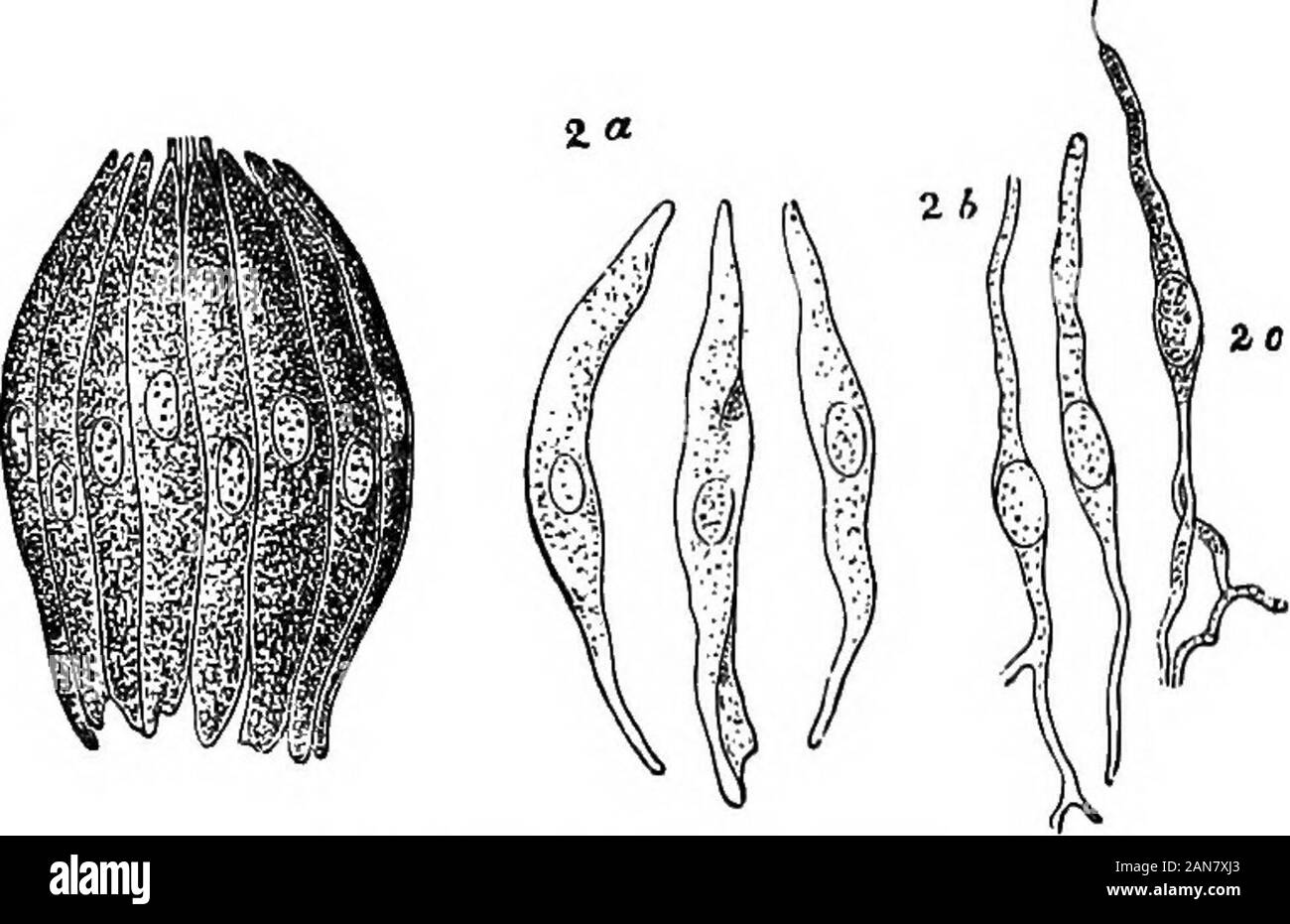 An illustrated encyclopædic medical dictionaryBeing a dictionary of the technical terms used by writers on medicine and the collateral sciences, in the Latin, English, French and German languages . archespores of the pollen (see 13 in illustration underMother-c. of the pollen). [B, 104,167; Engler (B, 245).]—Taste-c.Br., cellule gustative (ou du goilt). Ger., Geschmackzelle. One ofthe highly refractive, spindle-shaped cs situated in the interior ofthe taste-buds and supposed to be the true sensory element of thelatter. It has a large clear nucleus situated at about the middle ofthe length of t Stock Photo