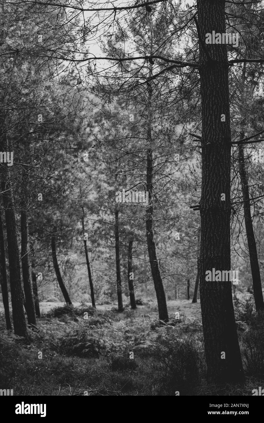 Black and white landscape with fog hi-res stock photography and images ...