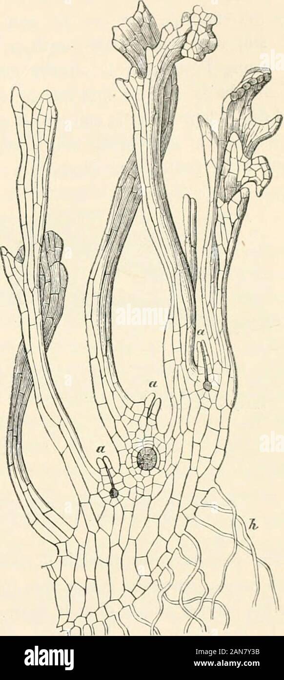 Lectures on the physiology of plants . Fig. 426 ertical section of the lobes of a vigorous female prothallus of Hquisetum at-vensc(after Hofmeister). At aaa two barren and onefertilised archegonium; h root-hairs (X about 60). FIG. 4=7.-Developn,ent of the embryo of H.,uisctum arvense (after Hofn.e.ster). -? v&gt;:rt.cal section ofarchegoniim a with e.l.bryoyiX =00). B a free en.bryo further developed: Ö UK.p.ent «- --« i^-^^-J the first shoot (X =00). C vertical section of a lobe of a prothallus//w.th a young i-/«»./;»«. «.its first root,b b its leaf-sheaths (X 10). what is the same thing, th Stock Photo