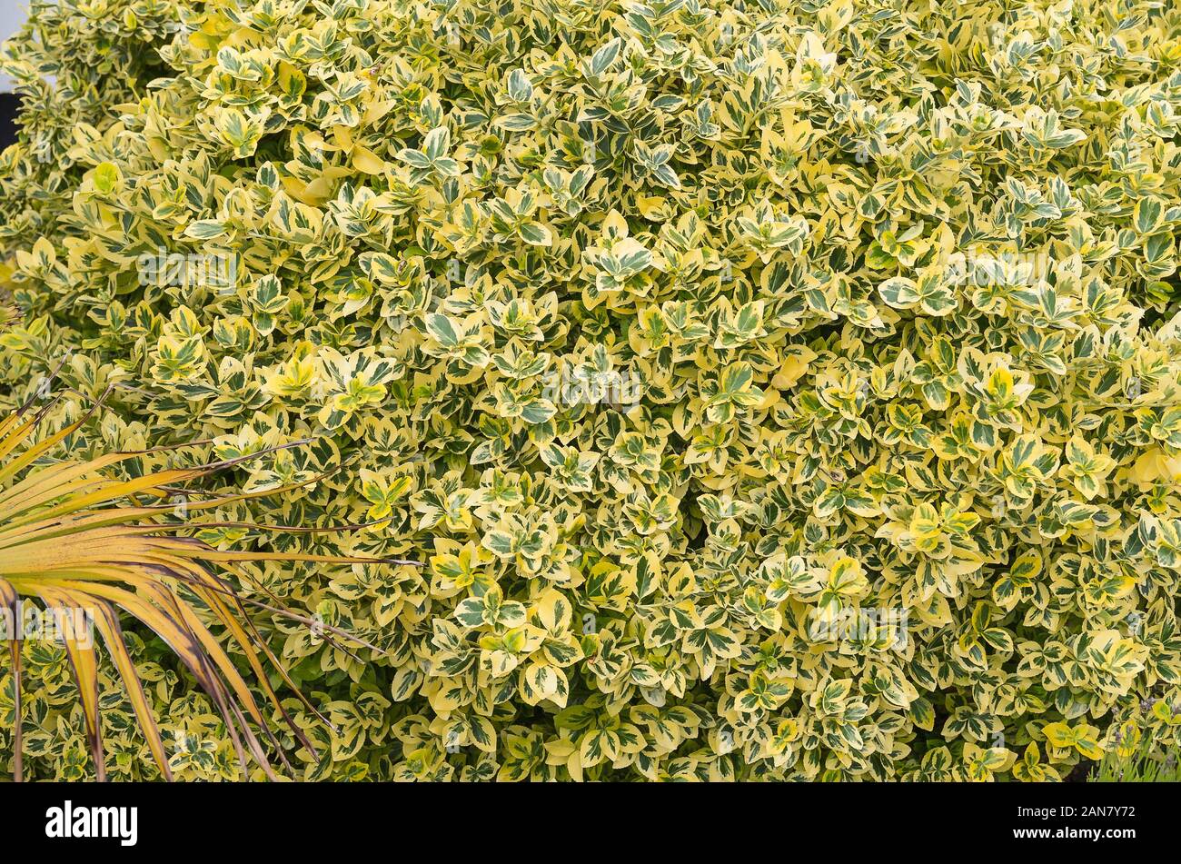 A bright wall of variegated foliage provides year-round interest and cover for birdlife. Euonymus Emerald 'N' Gold Stock Photo