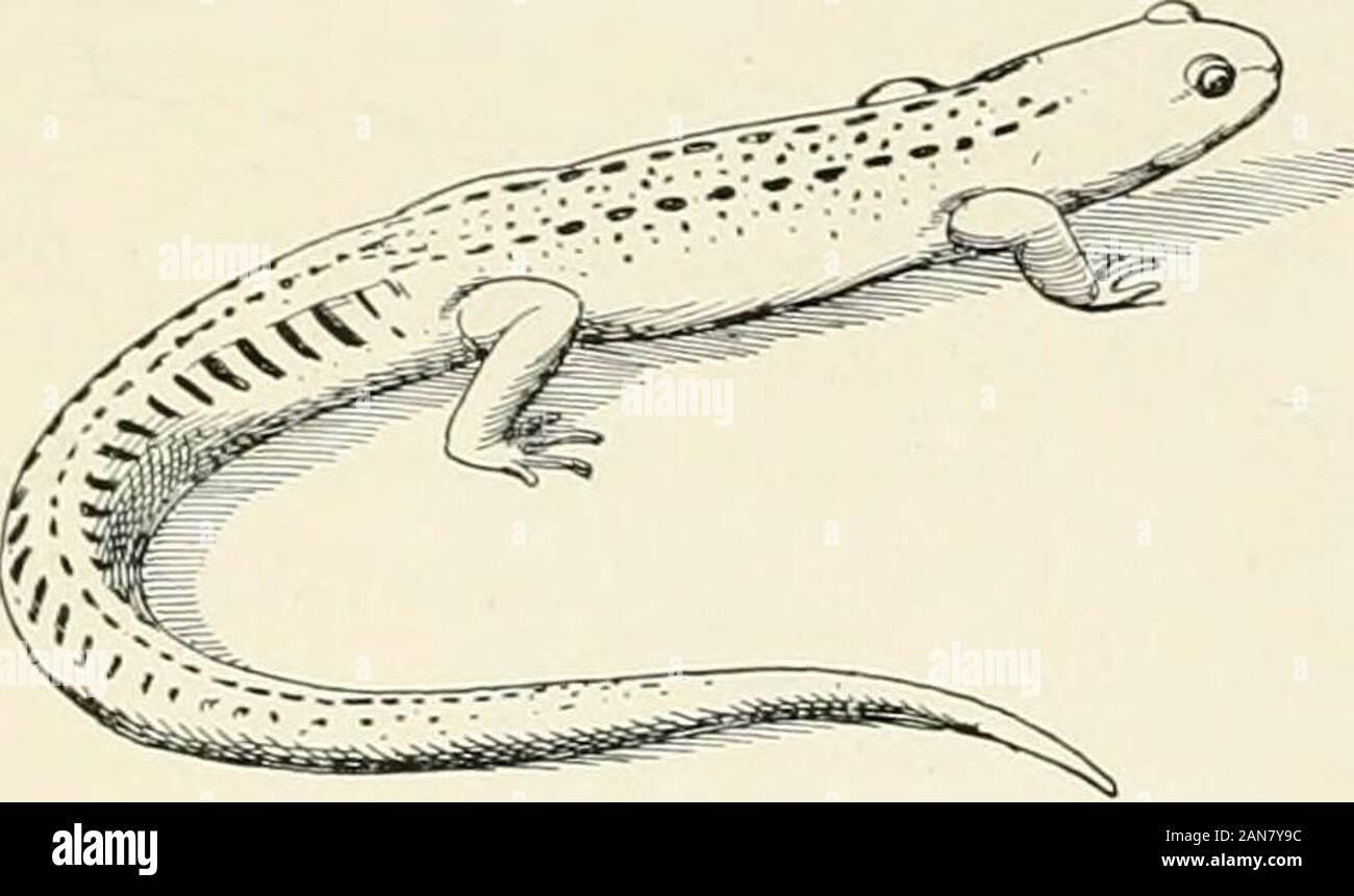 The turtles, snakes, frogs and other reptiles and amphibians of New England  and the north . 2. Red Newt. Dicmydylus miniatus.Length, three-and-one-half  inches: similar to above, but bright red. Under stones on, image size:1300x861