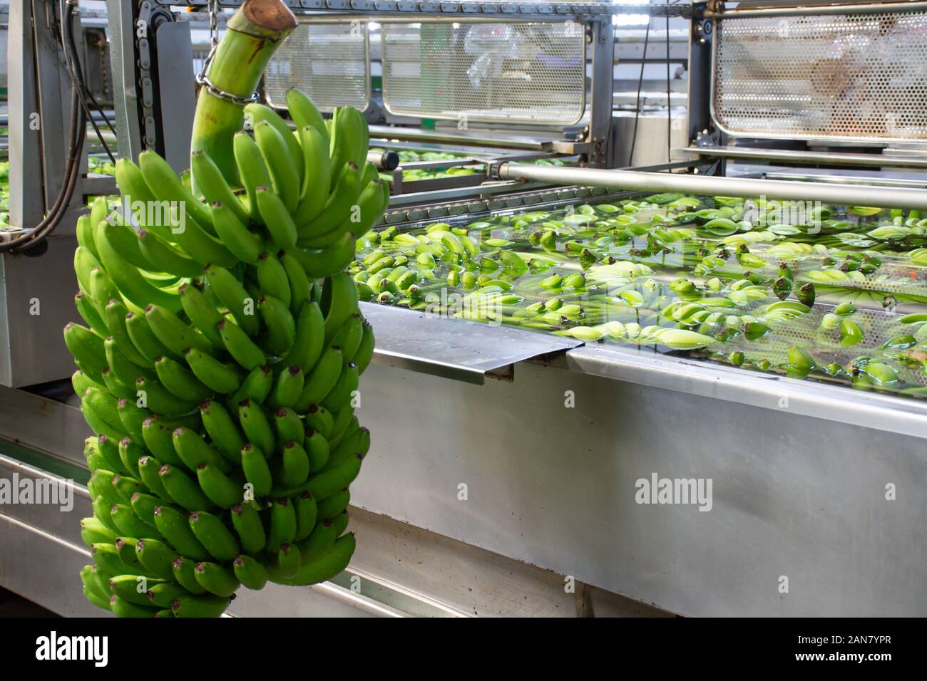 Banana factory on La Palma, Canary islands, Spain, once harvested, big