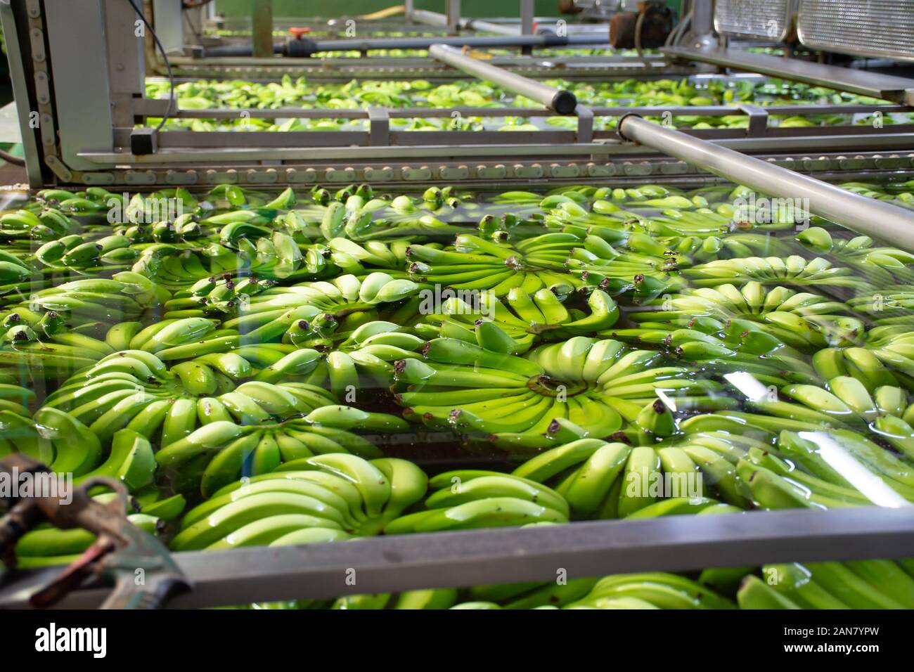 Banana factory on La Palma, Canary islands, Spain, once harvested, big