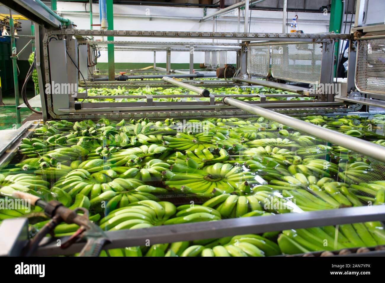 Banana factory on La Palma, Canary islands, Spain, once harvested, big green bananas bunches transported to packing sheds for inspection, washing and Stock Photo