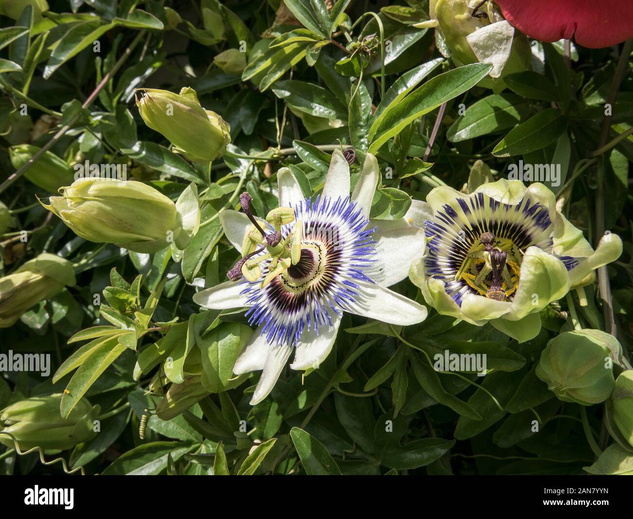 Passion flower flowering showing intricate details of its flower head Stock Photo