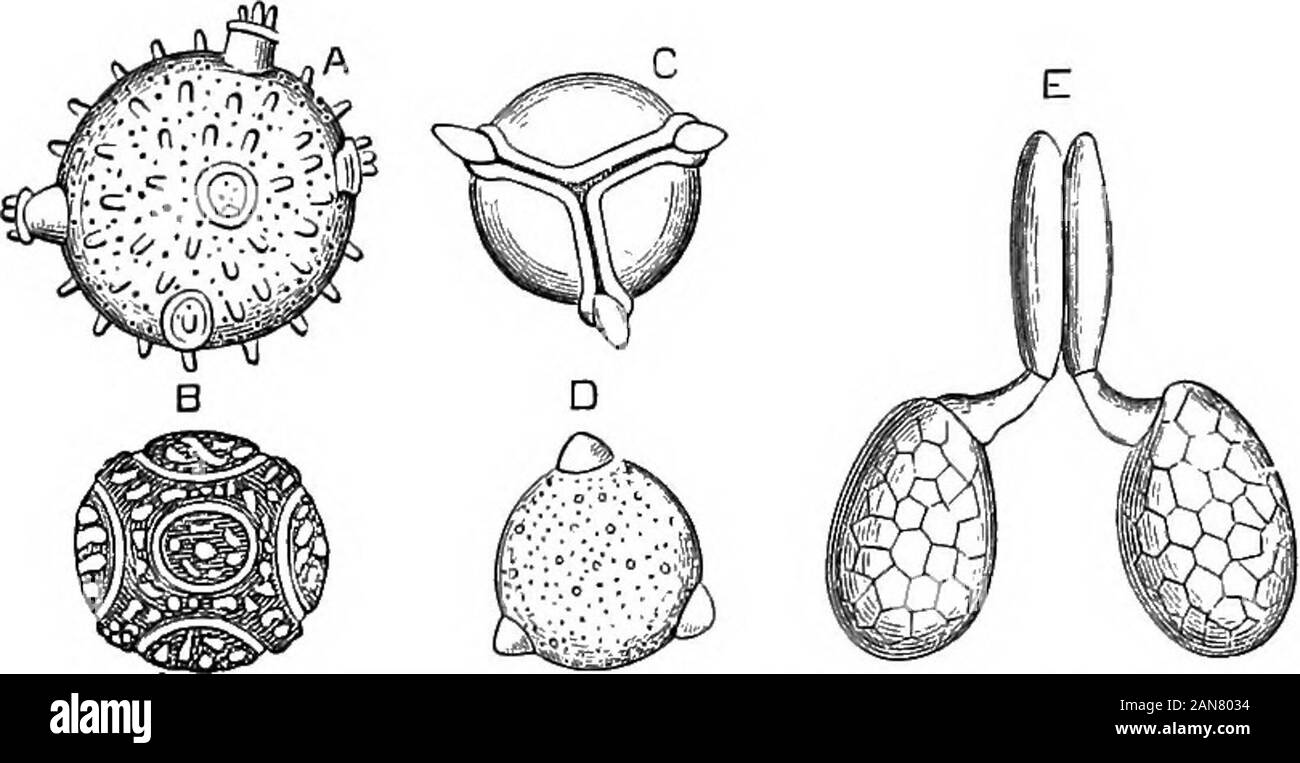 An illustrated encyclopædic medical dictionaryBeing a dictionary of the technical terms used by writers on medicine and the collateral sciences, in the Latin, English, French and German languages . It., cellula plasmatica. 1. Waldeyersname for certain large, coarsely granular cs of connective tissue,s milar to wandering cs but lai-ger, more gramjar, and with muchless marked amoeboid movement. They are especially abundant inthe interstitial substance of the testis. 2. See Plasviatic c. [J, 42,83 ; Arch. f. mikr. Anat., 1875 (J).]—Plasmatic c. Fr., celluleplasmatigue. Ger., plasmatische Zelle. I Stock Photo