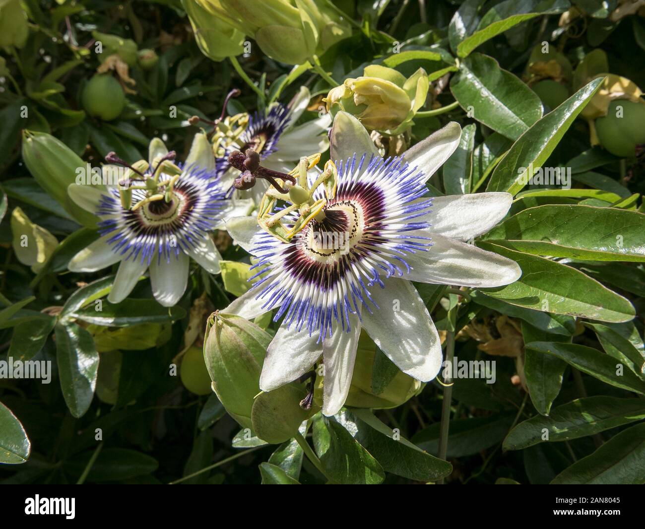 Passion flower flowering showing intricate details of its flower head Stock Photo