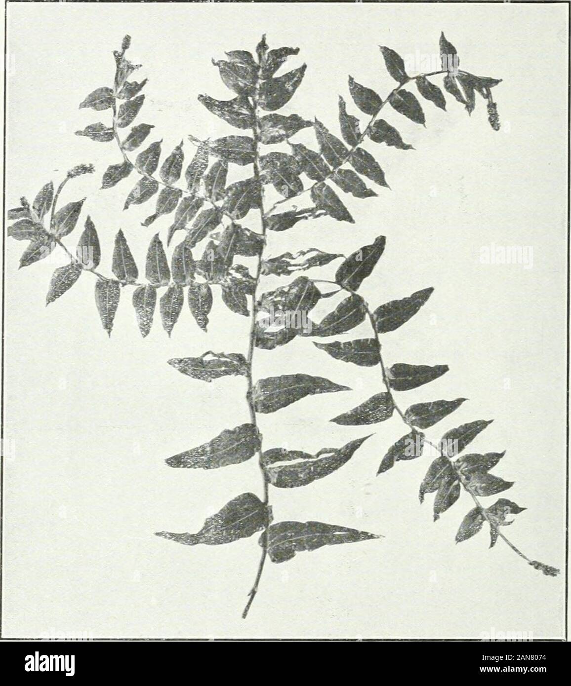 Ontario Sessional Papers, 1913, No.49-113 . Fig. 3. Potamogeton heterophyllus, Various-leaved Pond-weed. Reduced to about one-lialf natural size. The imperfect leaves are characteristic at this tim^ of year. IG TXr^EASE OF TTTE FOOD SFFPLY ^To. 72. Fig. 4a. Potamogeton perfoliatus. Clasping-leaved Pond-weed. Collected by Mr. G. H,Graham in a pond near Toronto, June 25, 1908. Reduced to about one-third naturalsize. Stock Photo