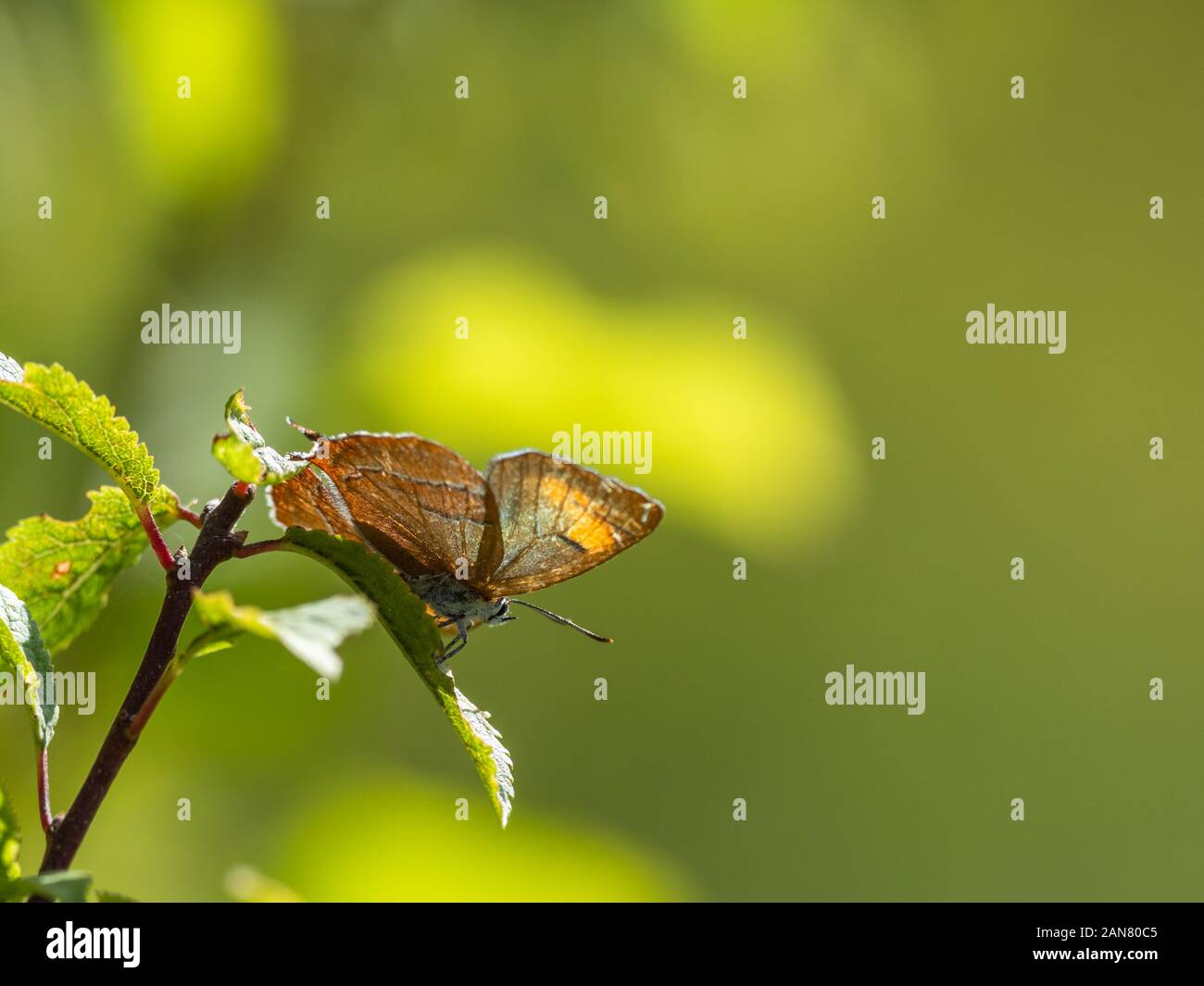 Female brown hairstreak butterfly (Thecla betulae Stock Photo - Alamy