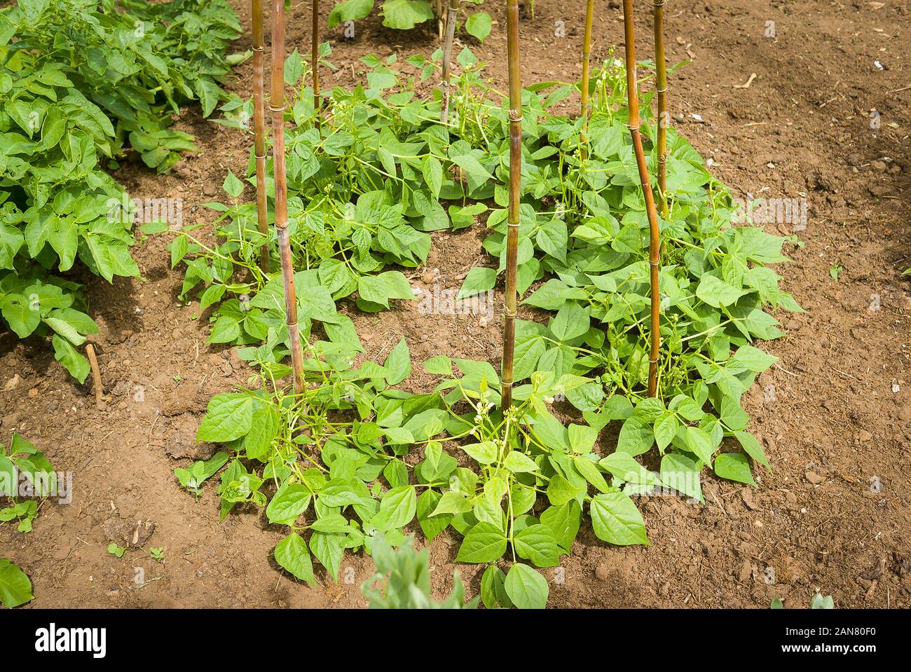 Young runner bean plants with canes in place to support a pyramid of