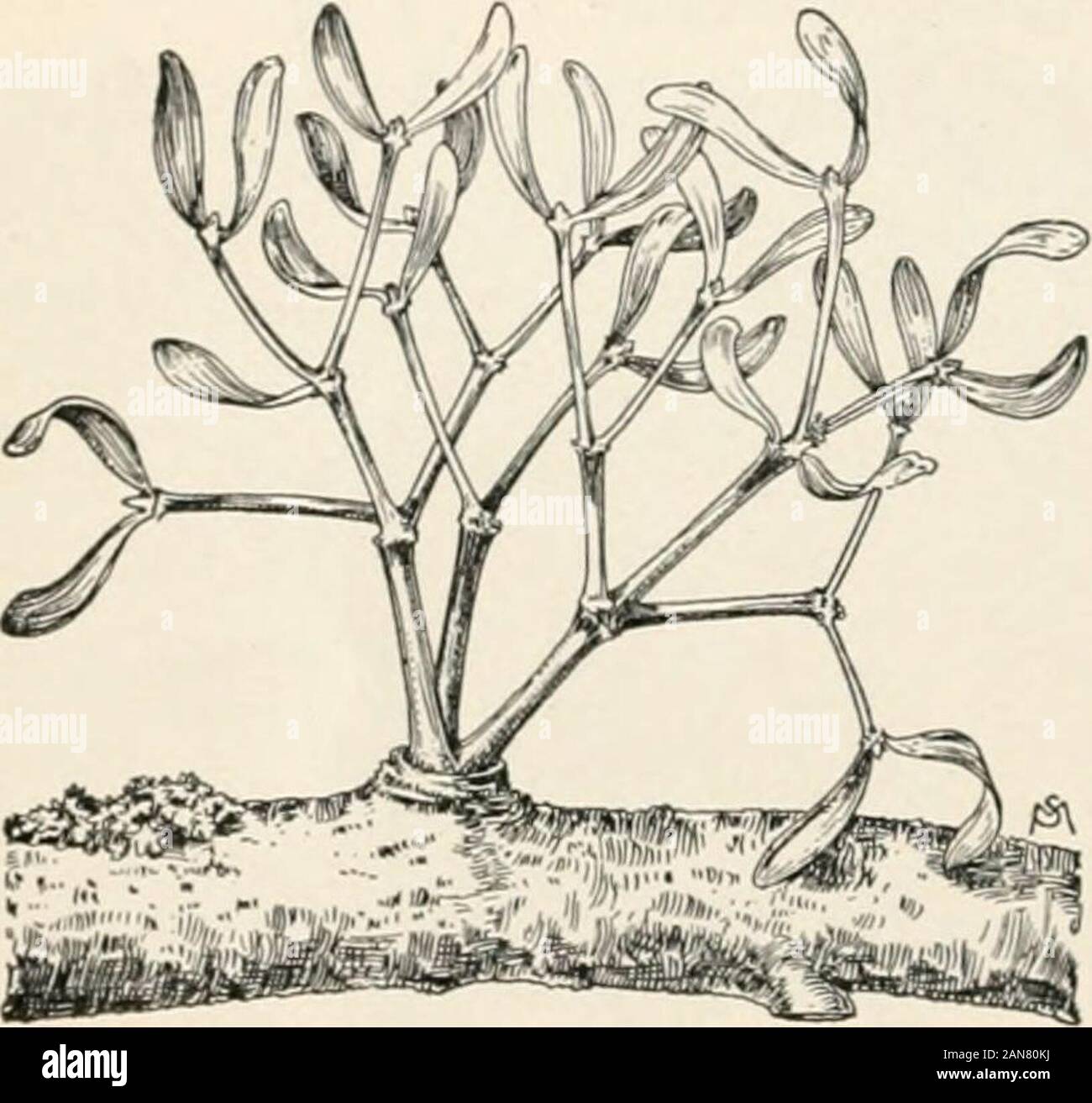 Students' handbook to accompany Plants and their uses . kinds ofplants, as clover, golden-rods, and willows, thatgrow in damp places.The dodders (fig. 34) andsome root parasites, suchas the beechdrops, squaw-root, and cancer-root, arecomplete parasites and haveno green foliage. Otherplants, such as the mistle-toe (fig. 35), have green leaves and do photosynthetic work,but depend on the host for water and the mineral substancesdissolved in it. Such plants are called jmrtnil j&gt;n/-nx/f&lt;-x. 53. Damage inflicted by parasites. Many parasites take somuch water and plant food from the host that Stock Photo