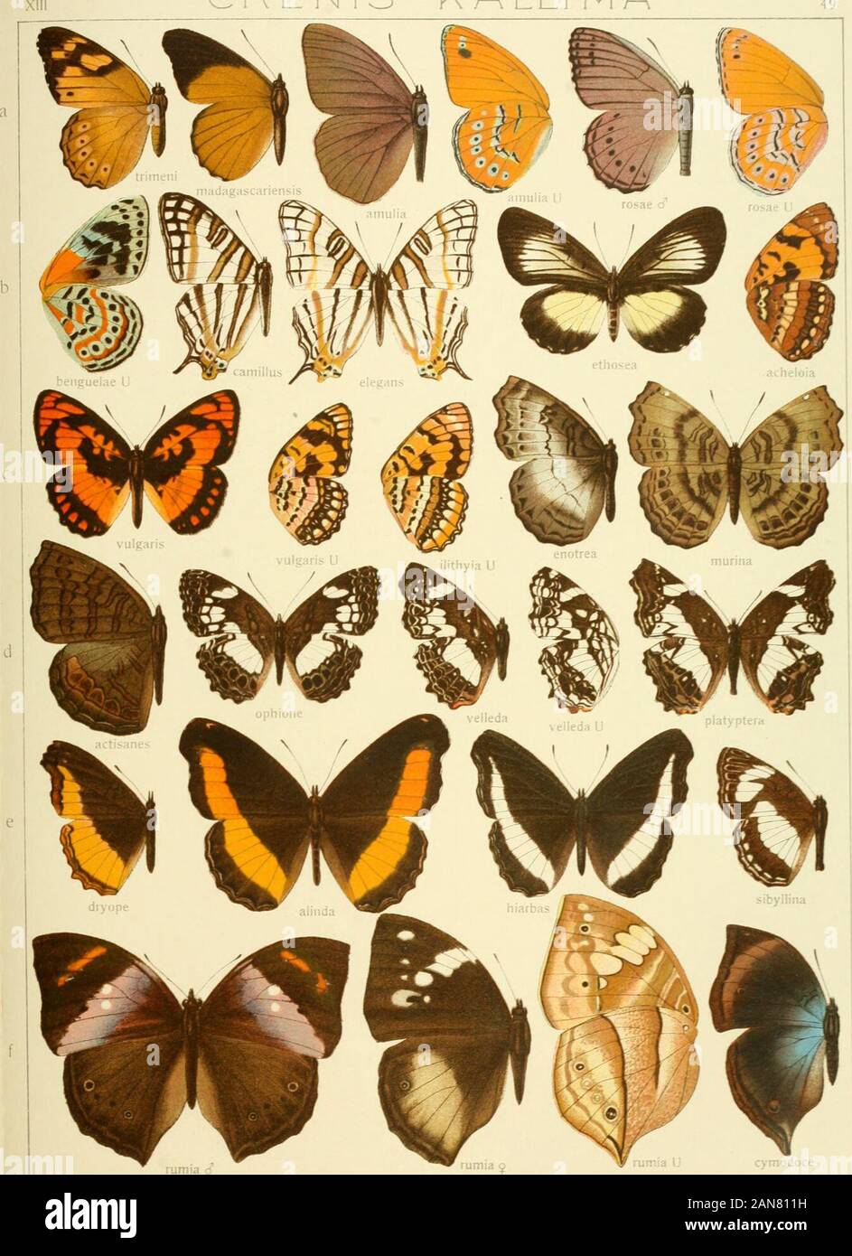 Die Gross-Schmetterlinge der Erde : eine systematische Bearbeitung der bis jetzt bekannten Gross-Schmetterlinge . Pars II. Fauna africana 1. CREN IS - K ALLI MA 49. cjinodoce Pars II Fauna africana 1. XIII KALL! (V) A- PRECIS 50 Stock Photo