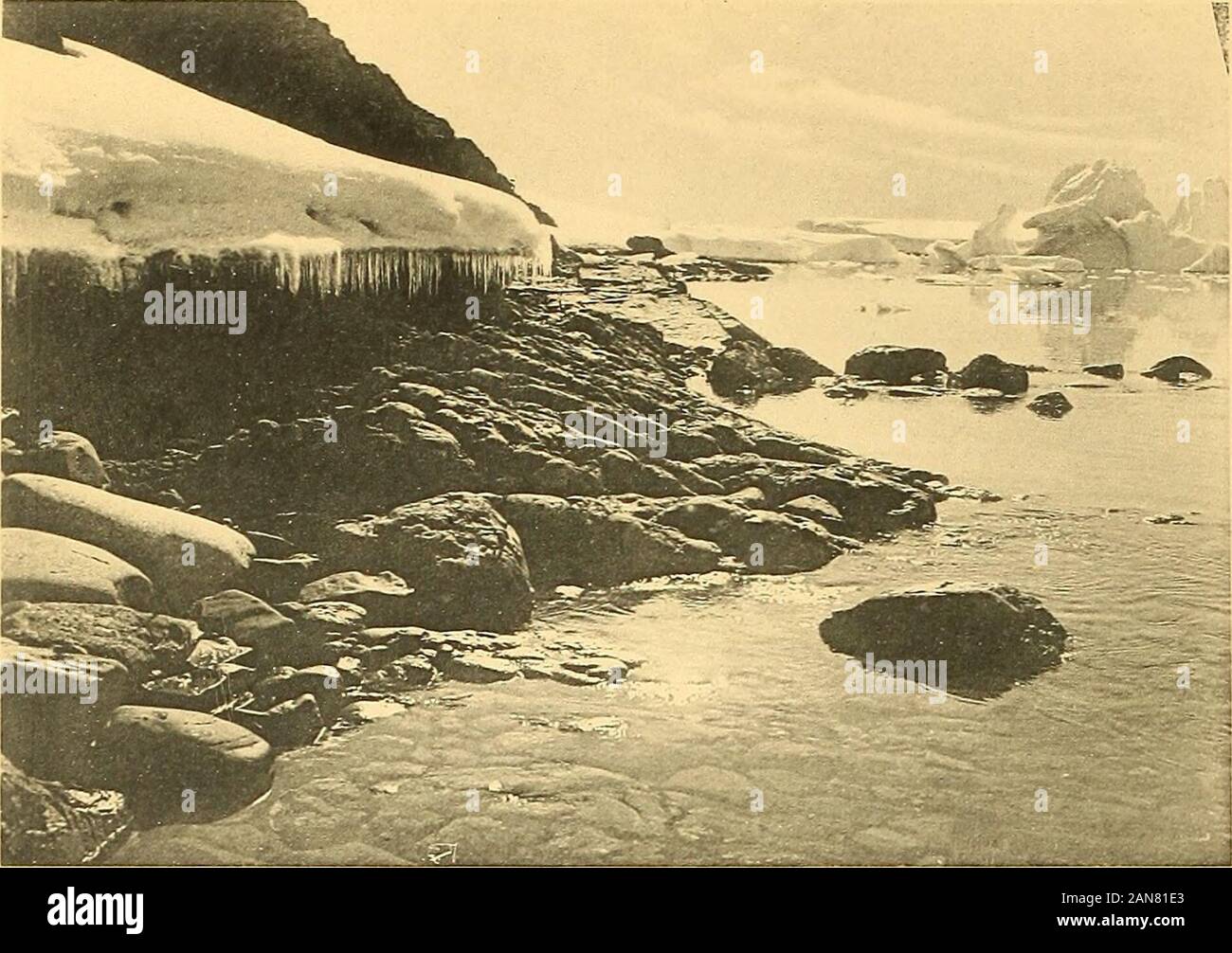 La flore algologique des régions antarctiques et subantarctiques . Flore algologique antarctique et sub Masson A Gei Éditeurs antarctique. Il 1T Uli: : Deuxième Expédition Charcot. (L. Gain. - Algues.). Stock Photo