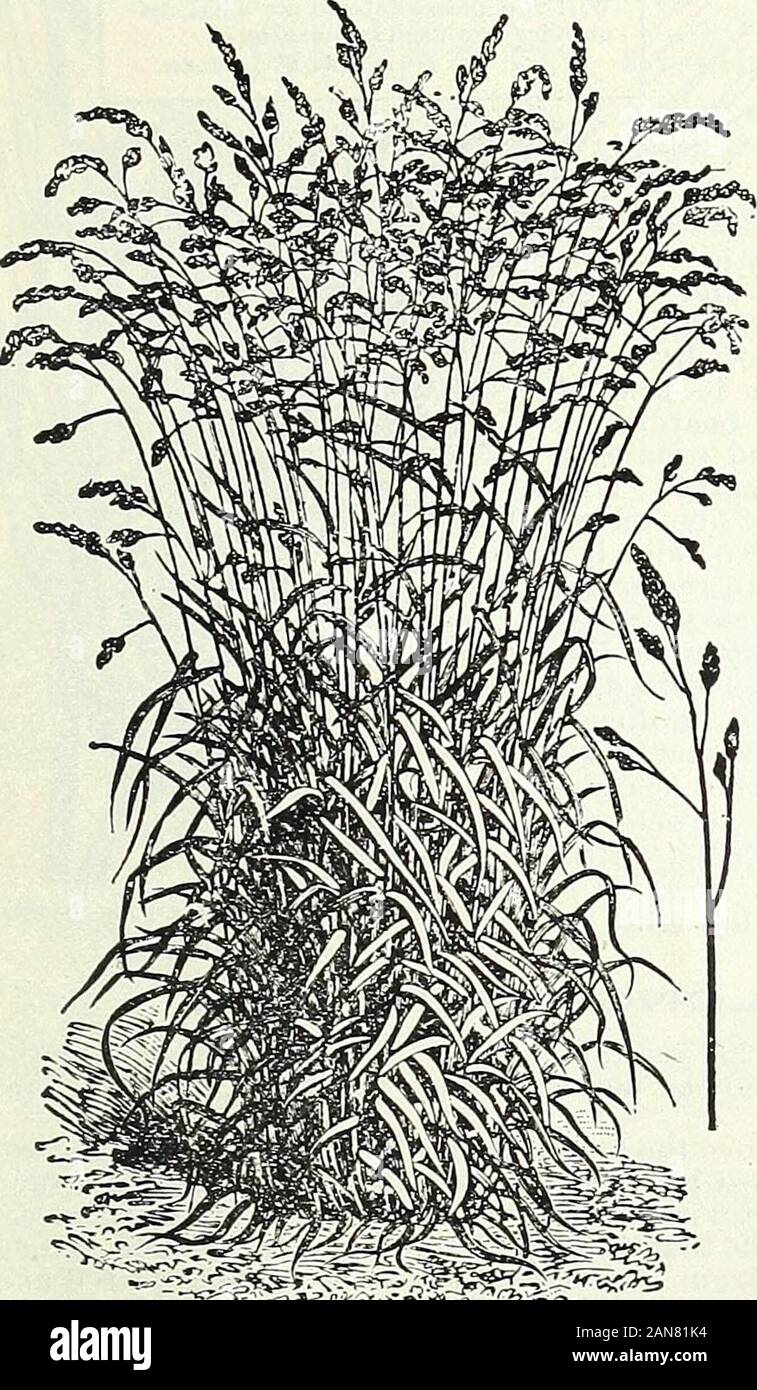 Bulbs, plants, and seeds for autumn planting : 1897 . of 12 lbs. Hard Fescue. (Festuca Duriuscula.) Dwarf, hardy grass, of great value for dry situations;indicates superior quality in hay. (12 lbs. to bush.) 25c. lb., $2.50 bush., $18.U0 100 lbs. Hungarian Grass. (Panicum Germanicum.) Is a valuable annual forage plant. 1 bush, to the acre. (48 lbs. to the bush.) 10c. lb., $1.60 bush., $3.10 100 lbs.Italian Bye Grass. (Lolium Italicum.) Unequaled for producing an abundance of early spring feed, giving quick and successive growths throughout the season. (18 lbs. to the bush.) 12c. lb., $1.90 bus Stock Photo