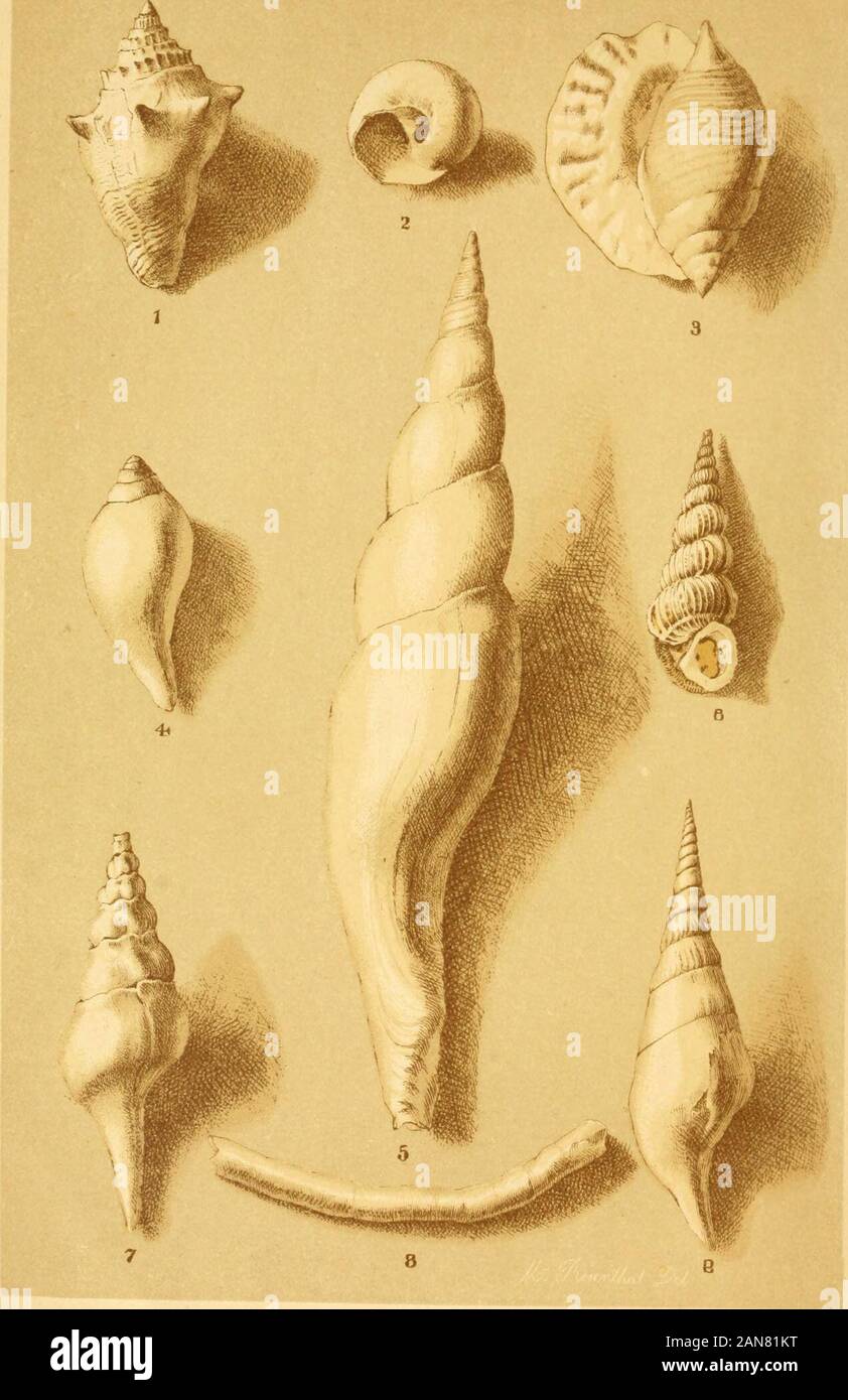 Report on the agriculture and geology of MississippiEmbracing a sketch of the social and natural history of the state . vtnmo Lith Bu lN. Rosnnthai f h JACKSON lERTI&RY SHELLS PLATE XV.-SHELLS UNIVALVES. 1. Capulus Americanus. 2. Clavelithes humerosus. 3. Trochita alta. 4. Mitra dumosa. 5. Conus tortilus. 6. Volutalithes symmetrica.t a. b. Rostellaria vellata.8. Caricella subangulata. PdJ)e 289 UNIVALVES Plate XVJ. Cromo L/th by L.N.Rosenthal PhtJ- JACKSON TERnARY SHELLS PLATE XVU-SHELLS. UNIVALVES. 1. Arcbitectonica acuta. 2. Arcbitectonica bellastriata. 3. a. h. Cypraea pinguis. 4. Gastricli Stock Photo