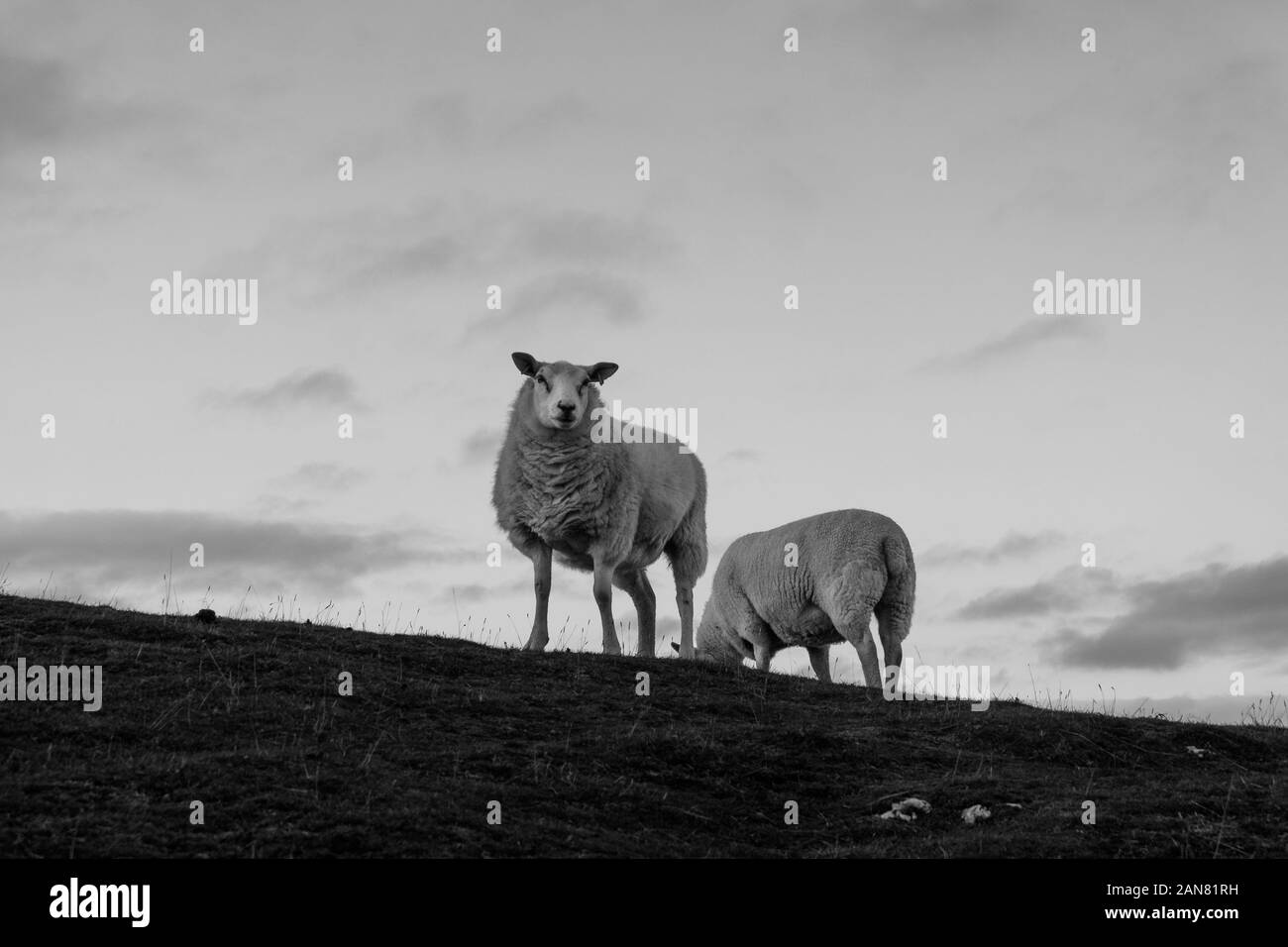 Two sheep stand on a hill with one looking at camera. black and white Stock Photo
