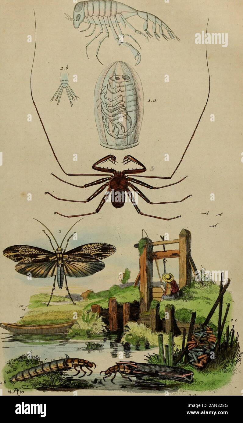 Dictionnaire Pittoresque D Histoire Naturelle Et Des Phenomenes De La Nature Yles Les Deux Antennes Sont Setacees Tres Courtes Composees Dun Petit Nombre Darticles Les Quatre Premiers Pieds Sont En Forme De Petitsbra